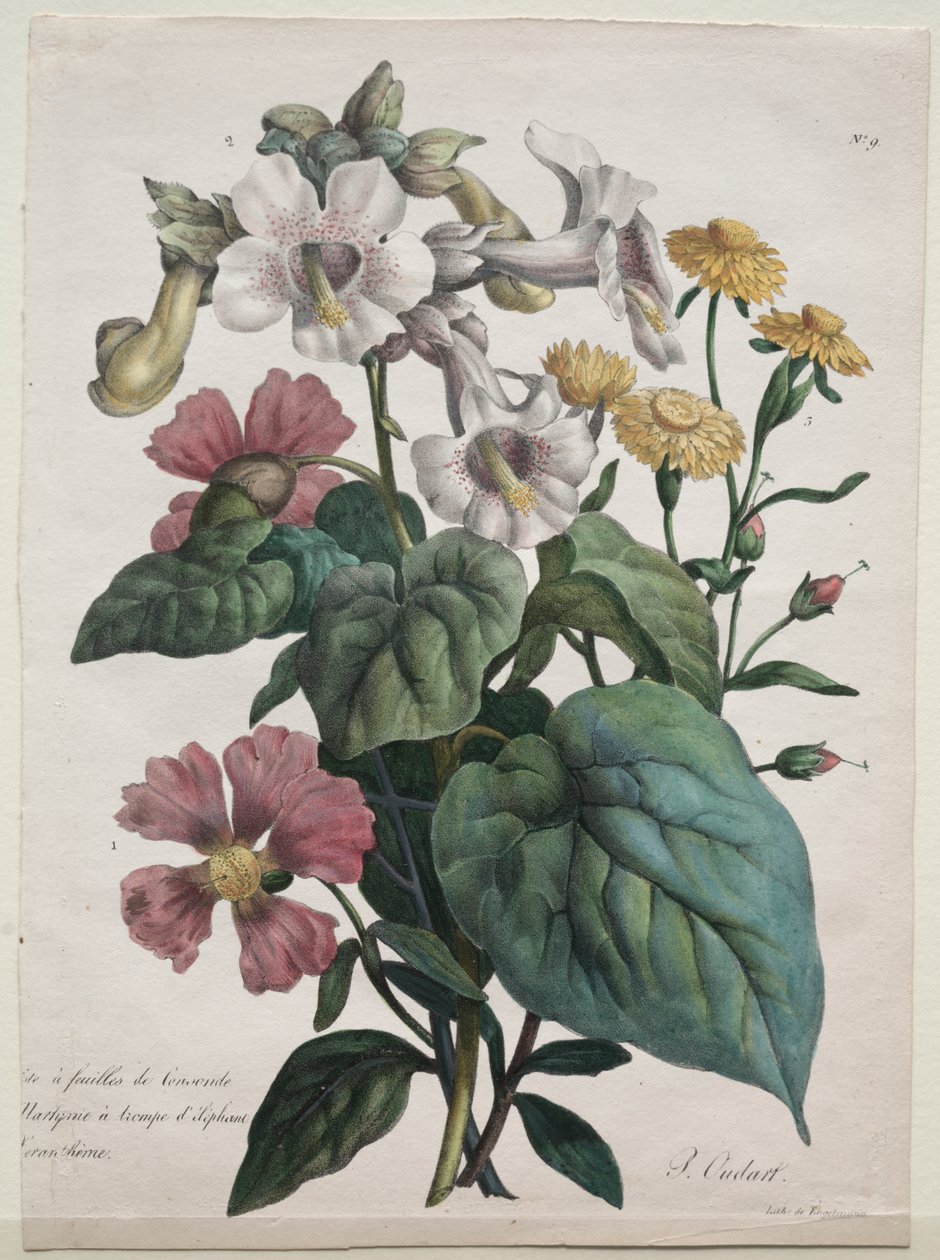 Aula de História Natural, contendo as principais espécies do reino animal, classificadas metodicamente: Martynia ou Unicorn Plant de Godefroy Engelmann