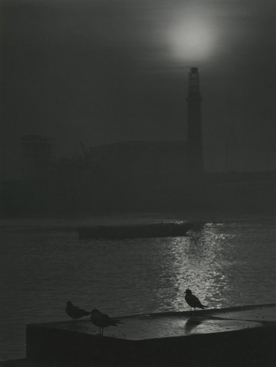 Silhuetas de gaivotas ao anoitecer junto ao rio Tamisa de Godfrey Macdominic