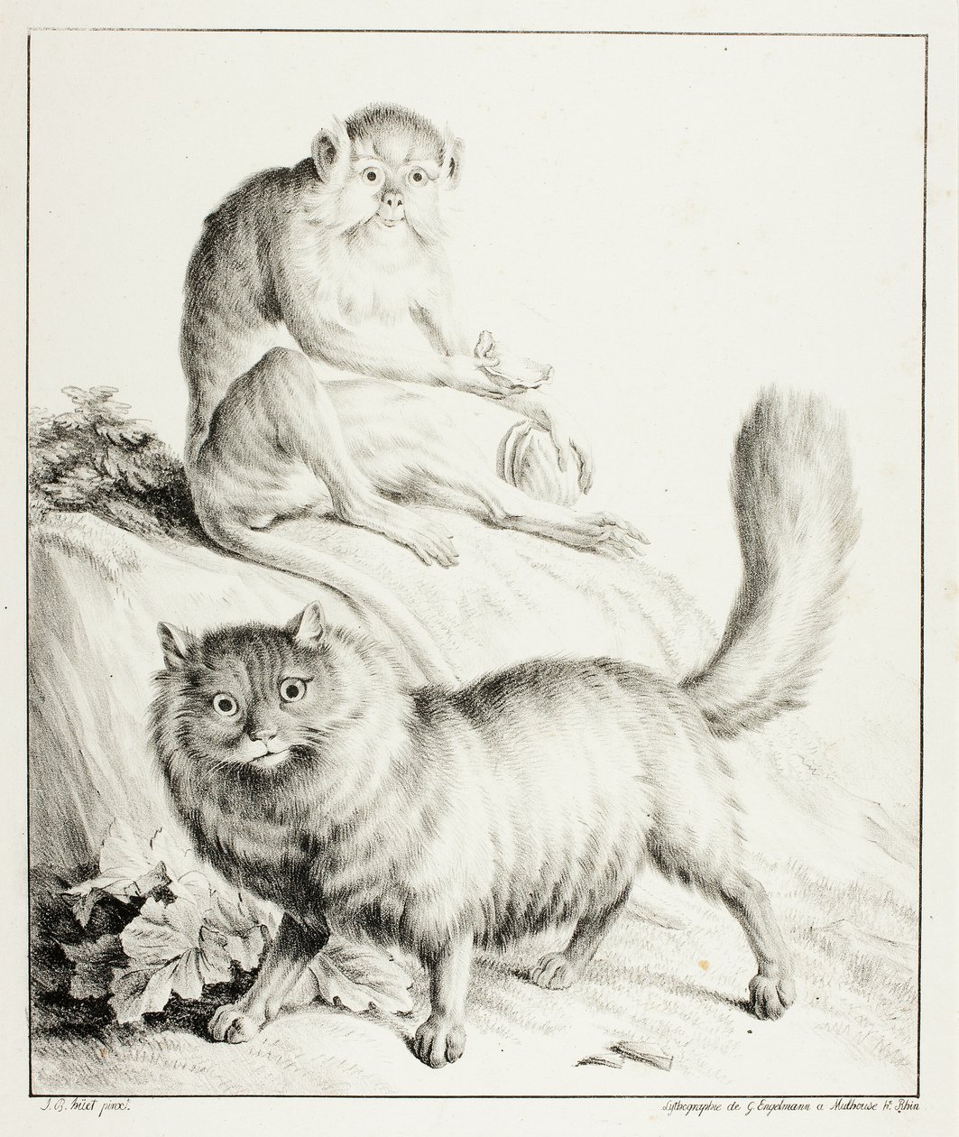 gato e macaco de Gottfried Engelmann