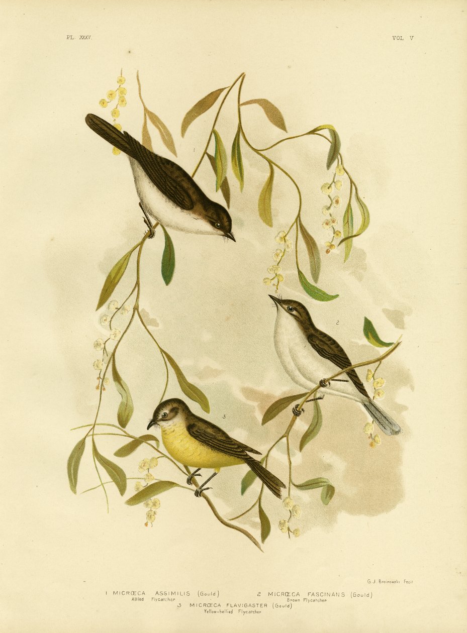 Flycatcher aliado, 1891 de Gracius Broinowski
