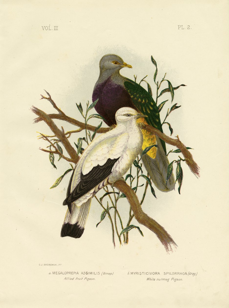 Pombo de frutas aliadas ou Wompoo Fruit-Dove, 1891 de Gracius Broinowski