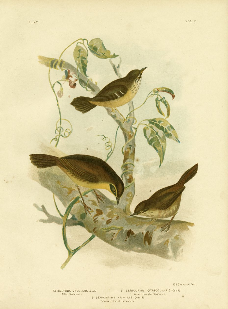 Scrubwren Aliado ou Scrubwren Branco-Sobrancelhudo, 1891 de Gracius Broinowski