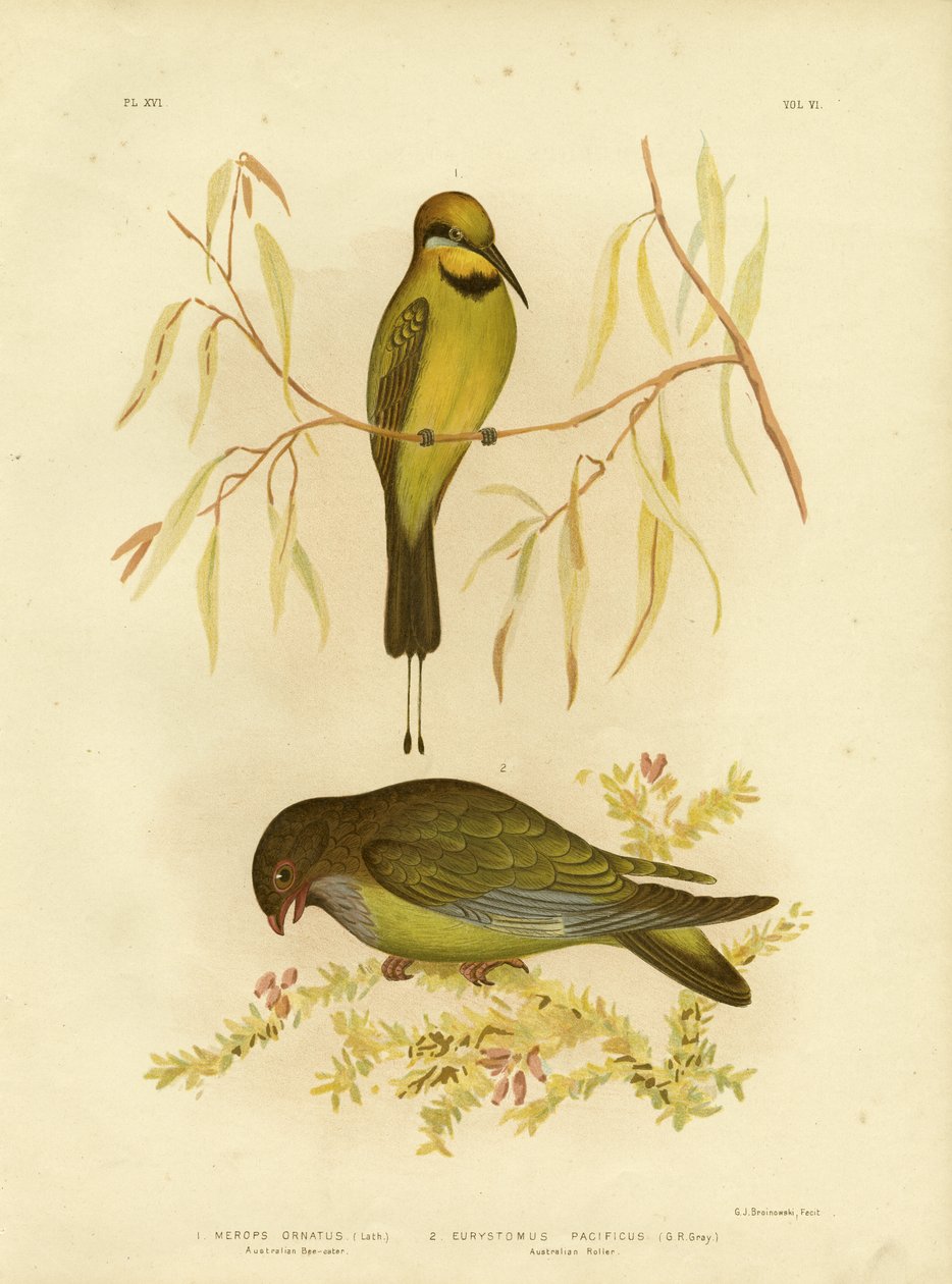 Abelharuco australiano ou arco-íris Abelharuco, 1891 de Gracius Broinowski