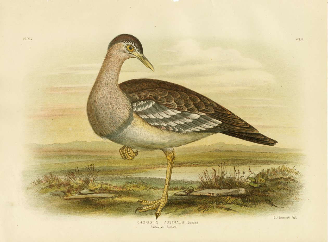 Abetarda australiana ou Bush Turquia, 1891 de Gracius Broinowski