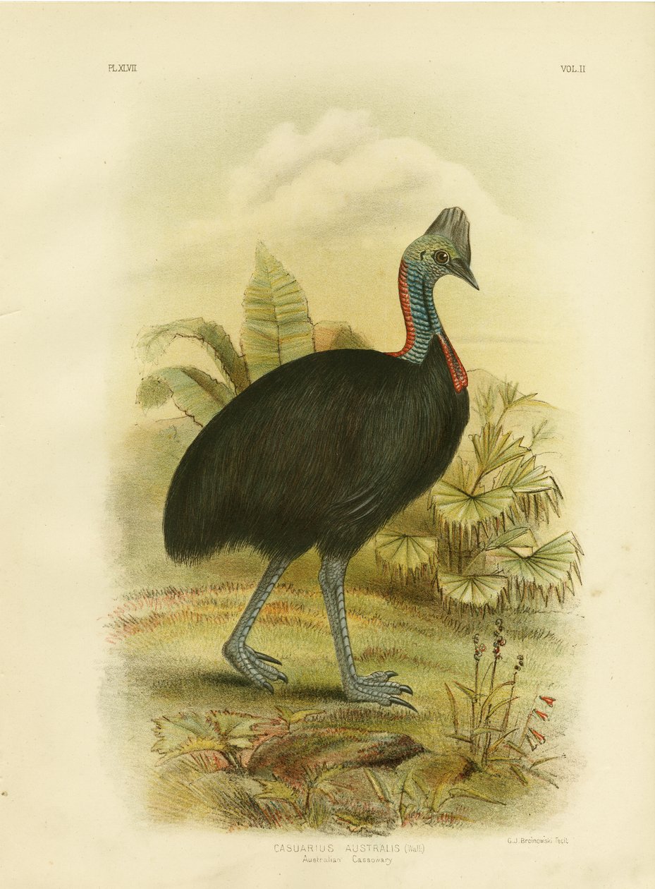 Cassowary australiano ou Cassowary do sul, 1891 de Gracius Broinowski