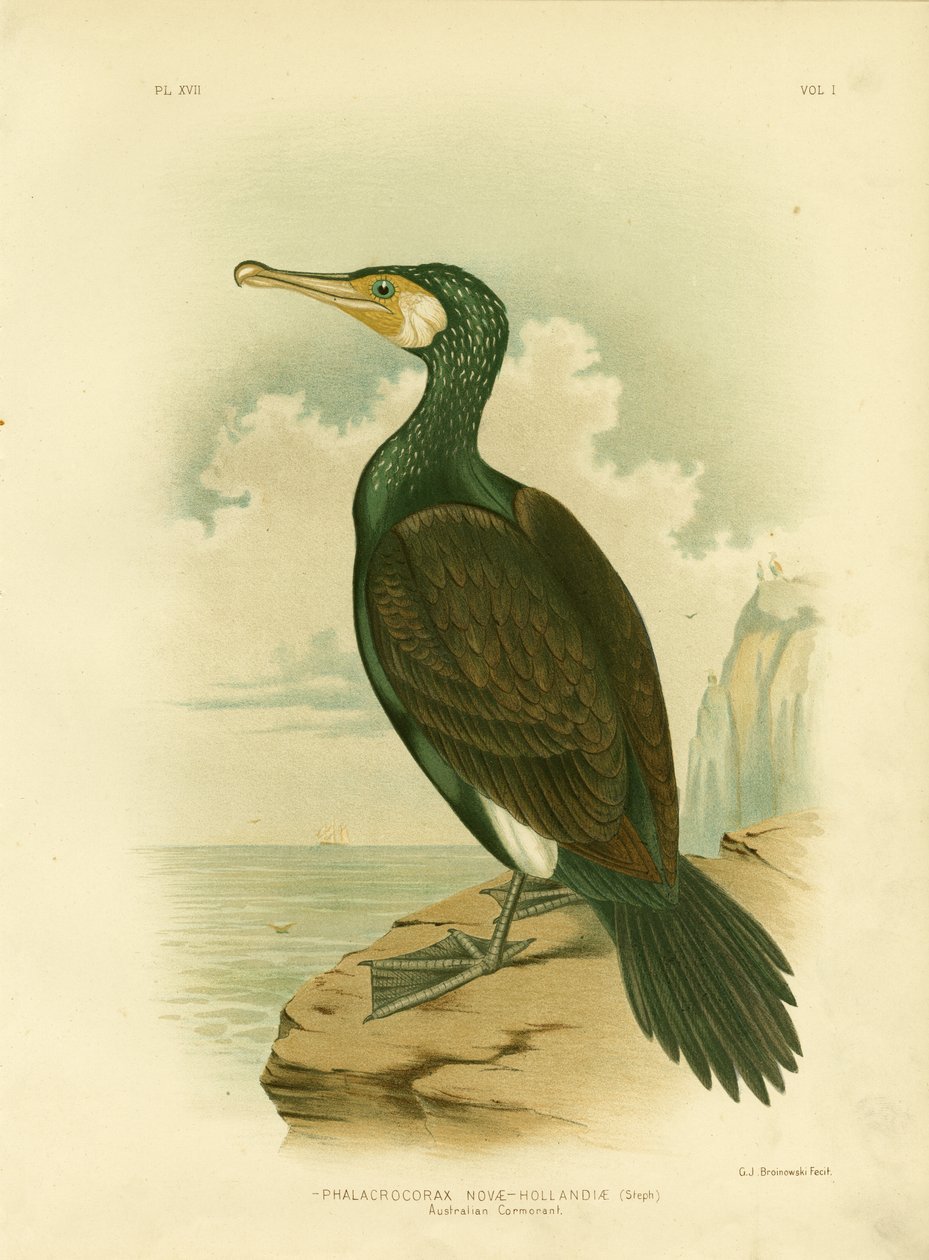 Cormorão australiano, 1891 de Gracius Broinowski