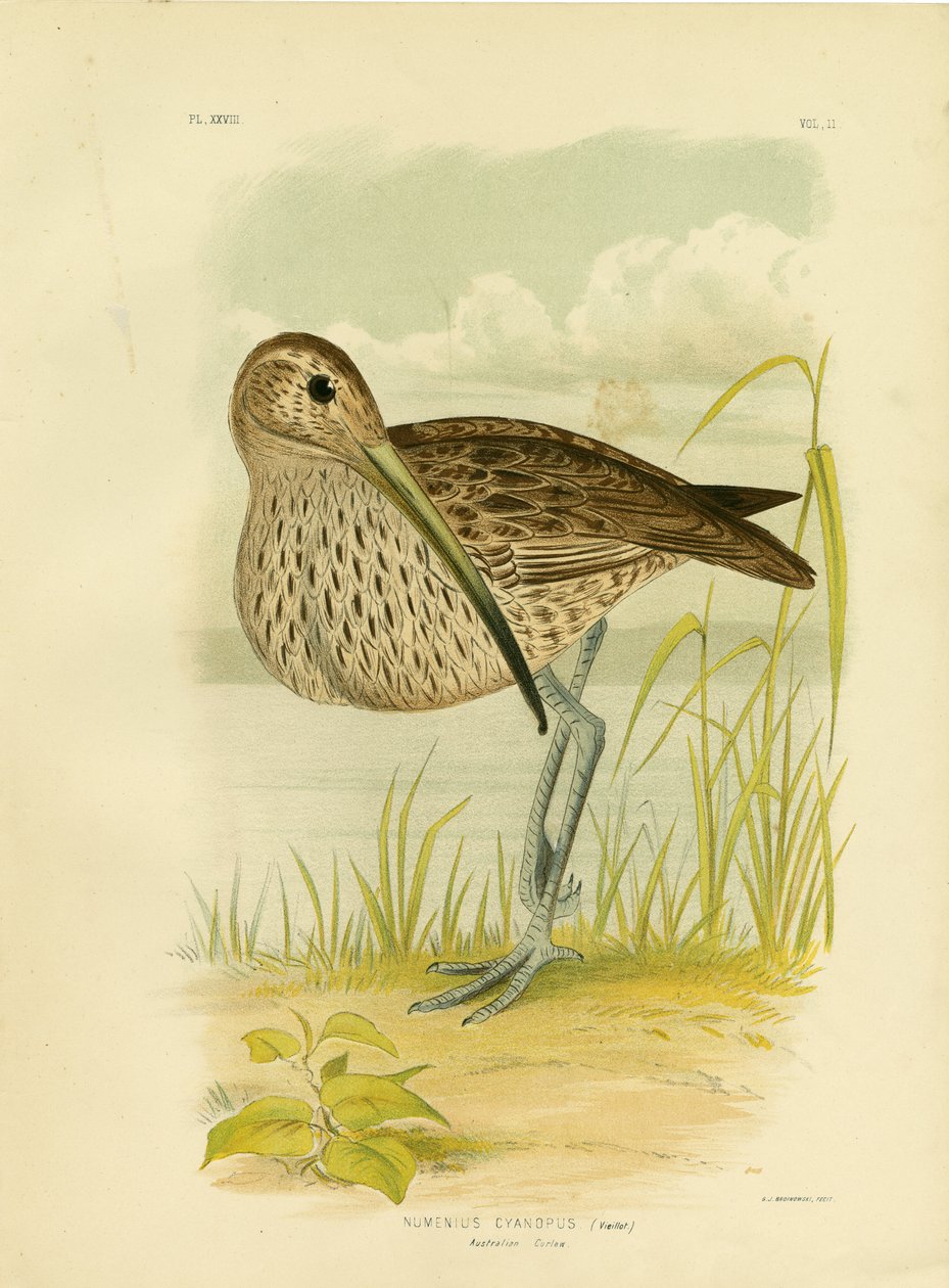 Curlew australiano ou maçarico do leste, 1891 de Gracius Broinowski