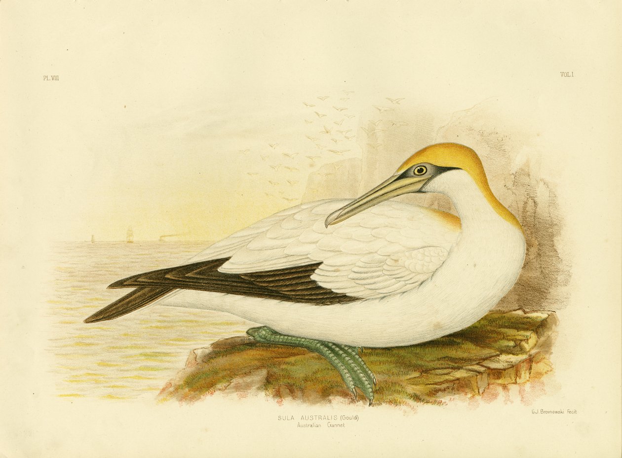 Ganso-australiano, 1891 de Gracius Broinowski