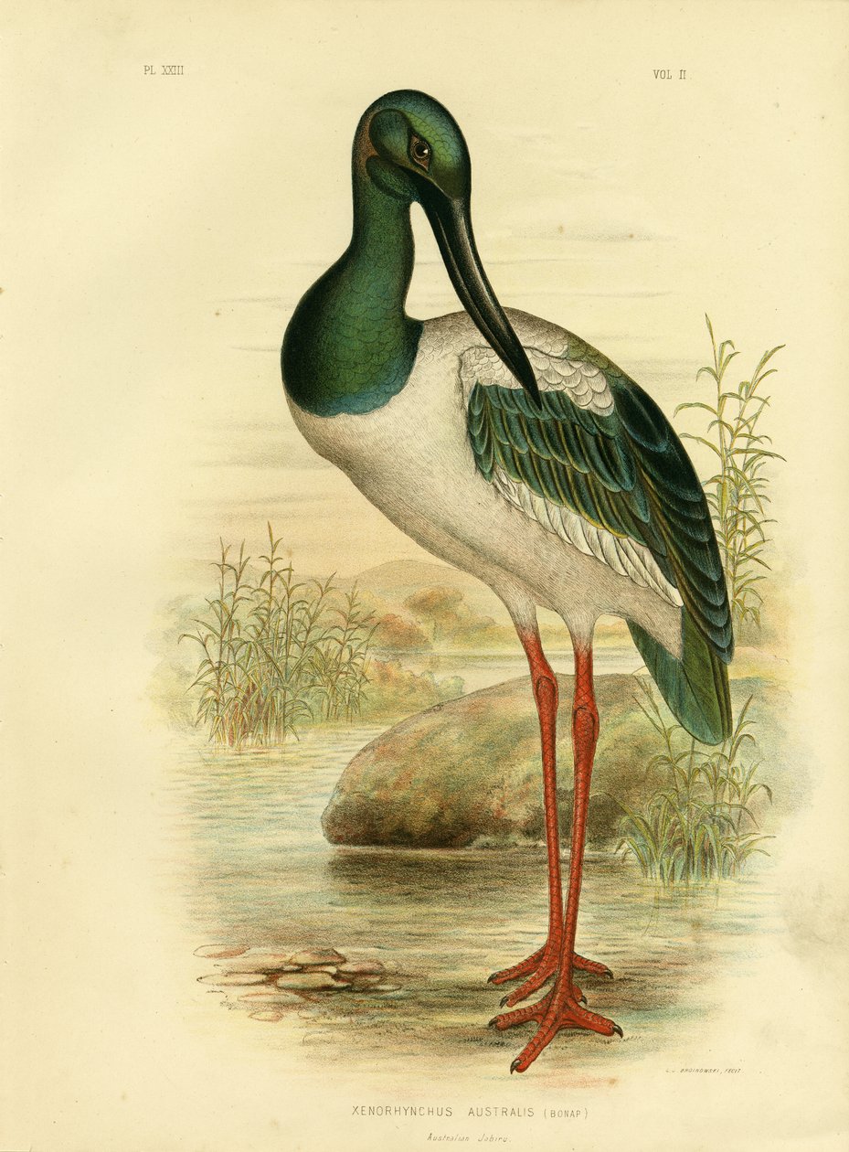 Jabiru australiano ou cegonha de pescoço preto, 1891 de Gracius Broinowski