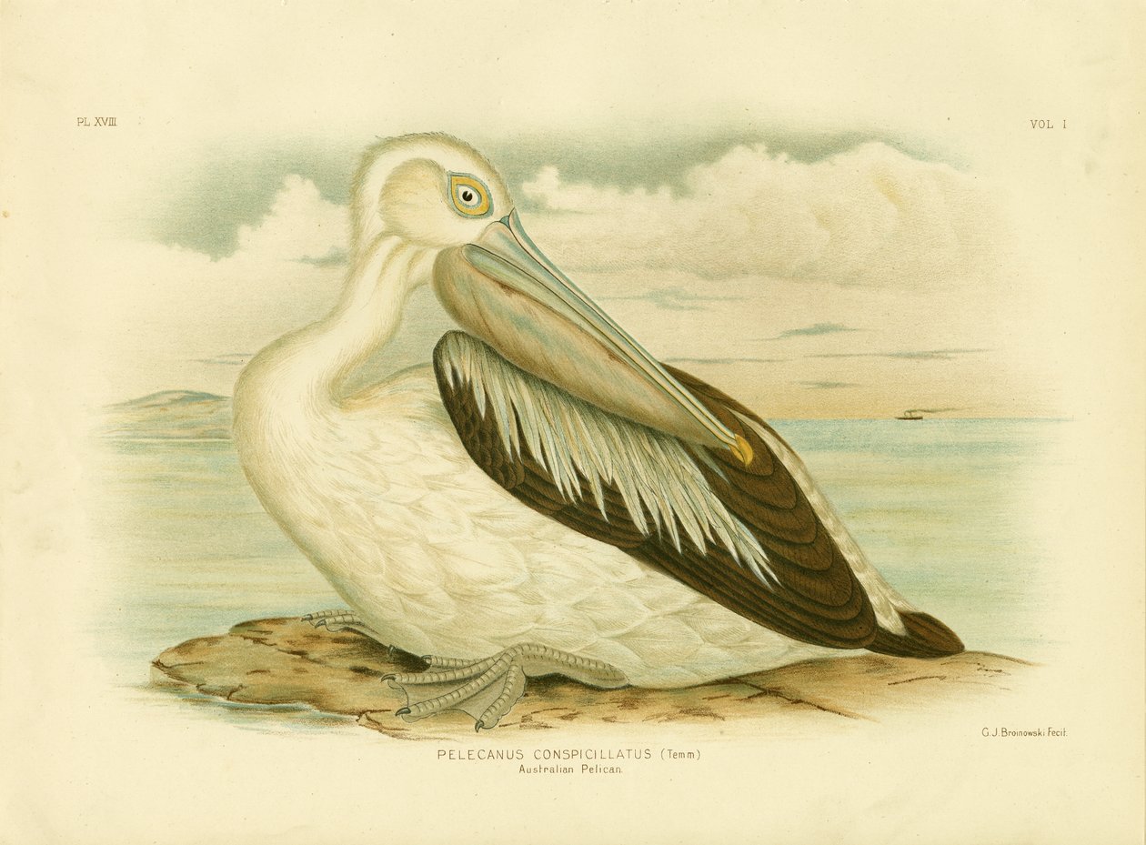 Pelicano Australiano, 1891 de Gracius Broinowski
