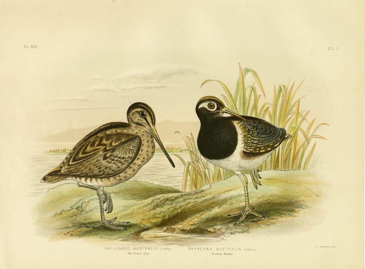 Australian Snipe Ou Latham&39;S Snipe, 1891 de Gracius Broinowski