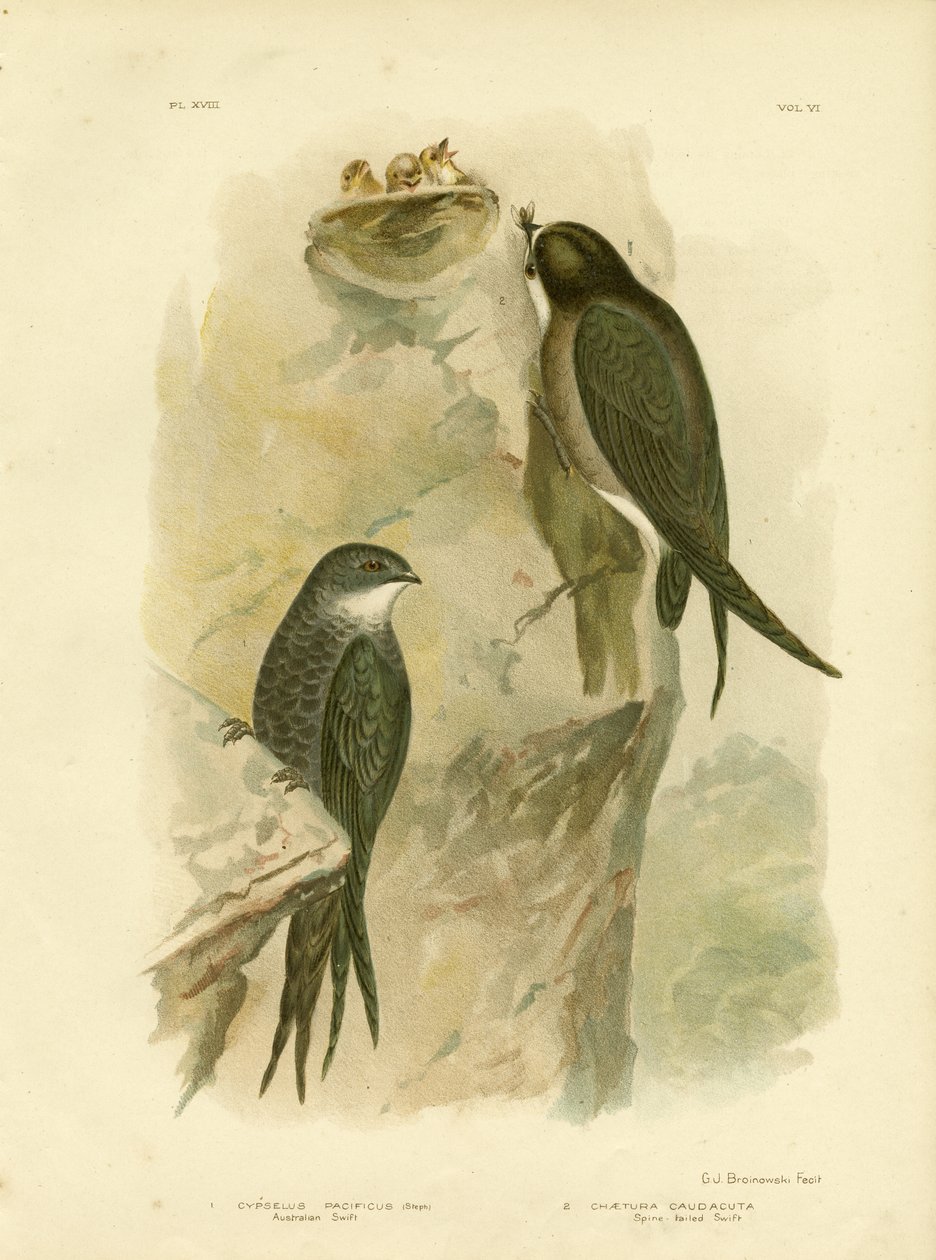 Swift australiano ou Swift com cauda de garfo, 1891 de Gracius Broinowski