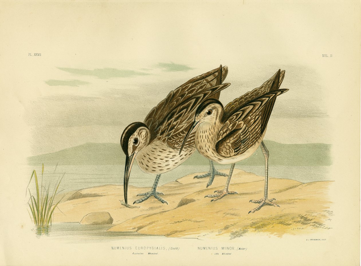 Wimbrel australiano, 1891 de Gracius Broinowski