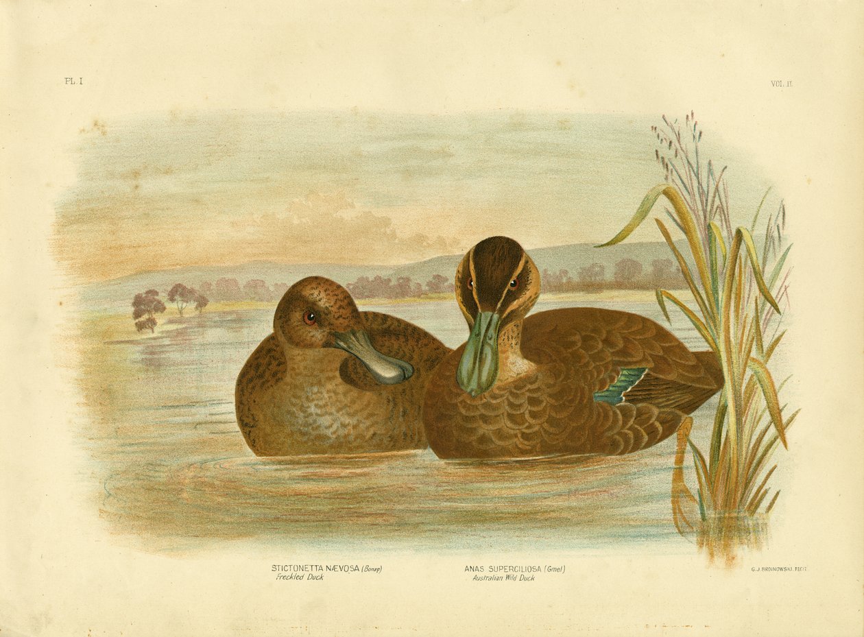 Pato Selvagem Australiano, 1891 de Gracius Broinowski