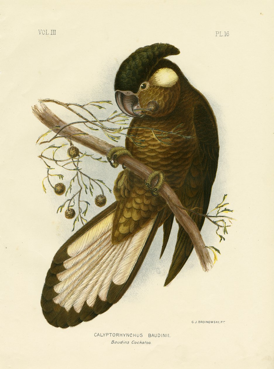 Cacatua negra de Baudin, 1891 de Gracius Broinowski