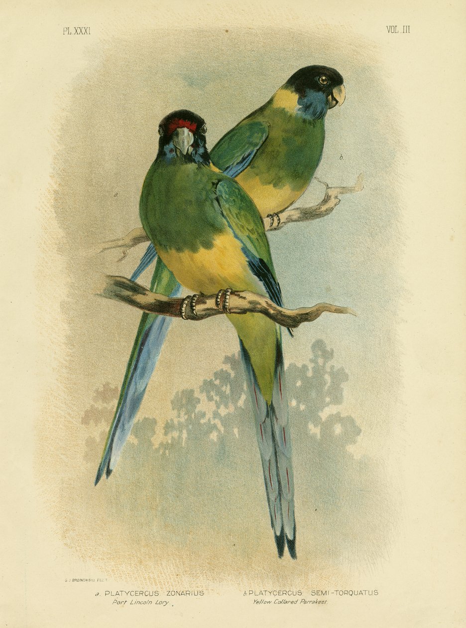 Parakeet de Bauer ou porto Lincoln Lory, 1891 de Gracius Broinowski