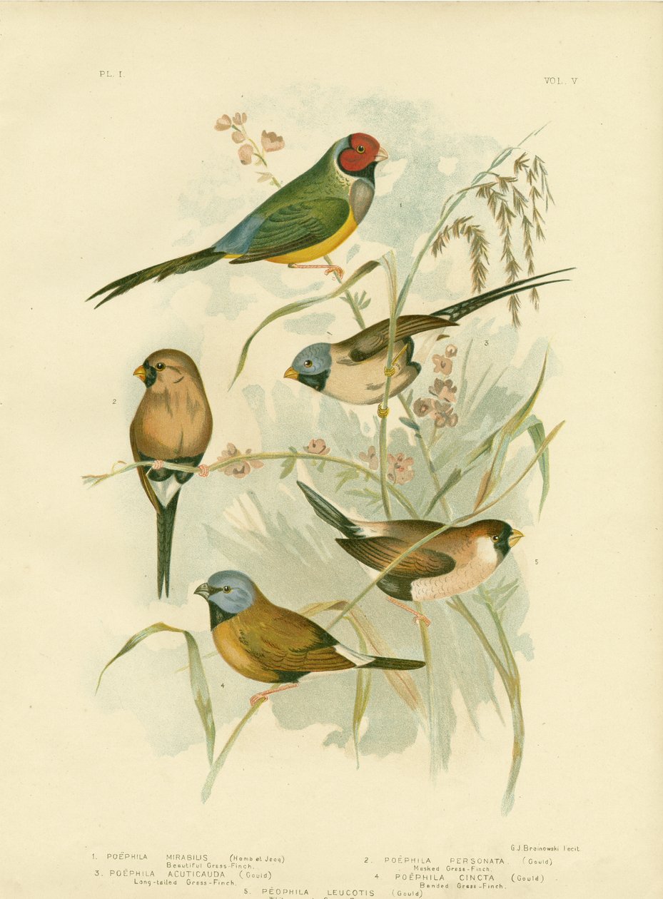Grama-passarinho bonito, 1891 de Gracius Broinowski