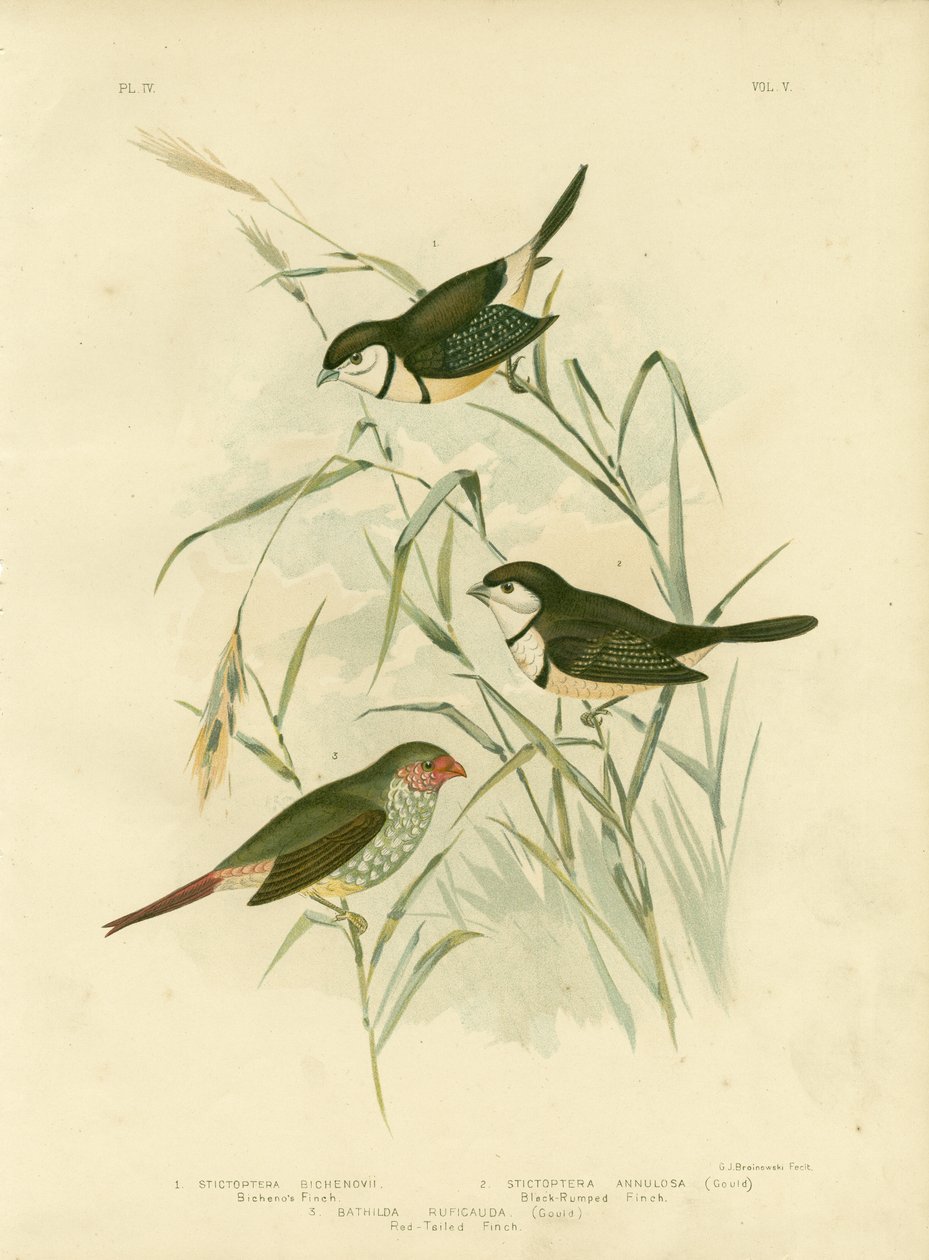 Passarinho de Bicheno, 1891 de Gracius Broinowski