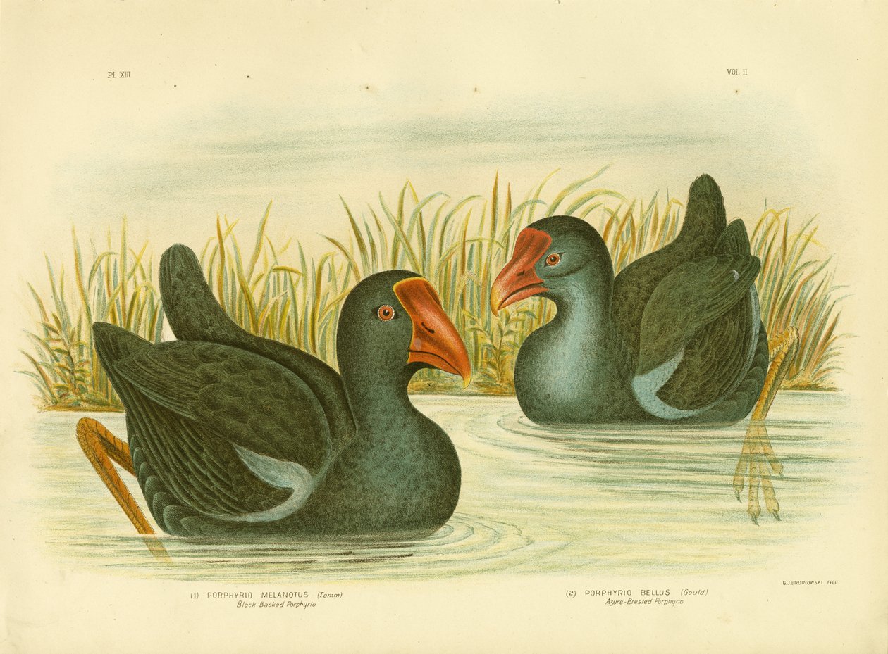 Porphyrio com o dorso negro, 1891 de Gracius Broinowski