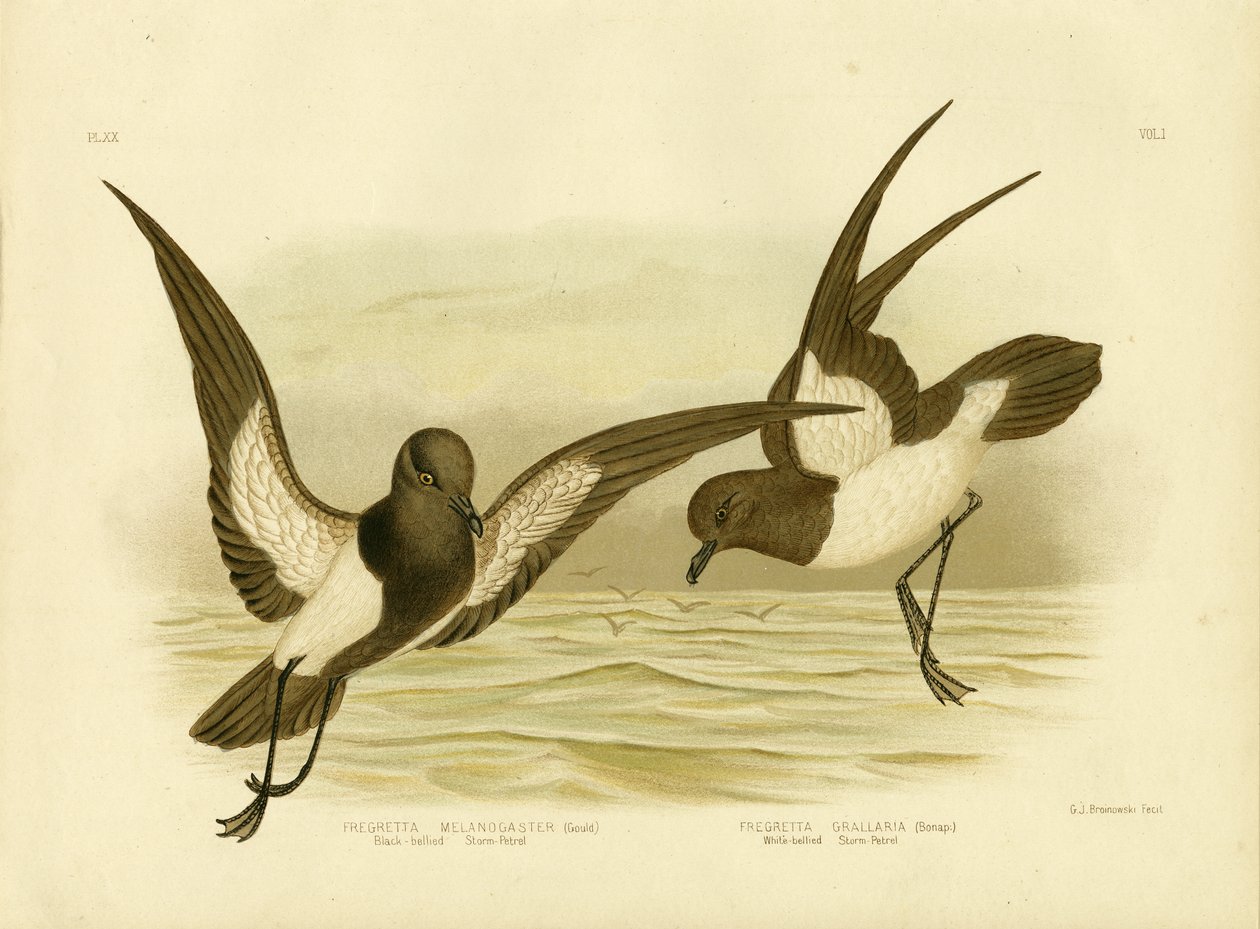 Tempestade Negra Petrel, 1891 de Gracius Broinowski