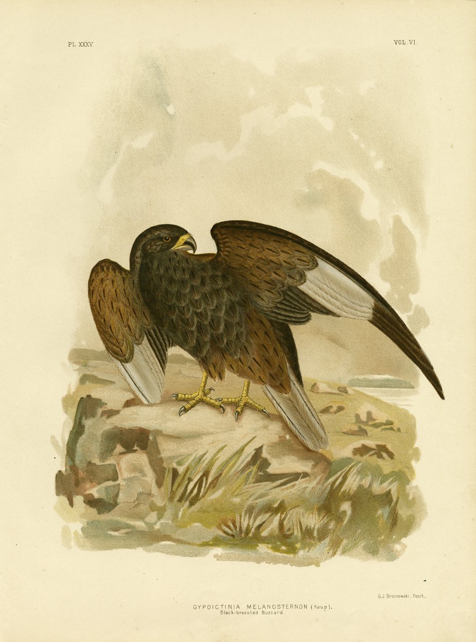 Buzzard de peito preto, 1891 de Gracius Broinowski