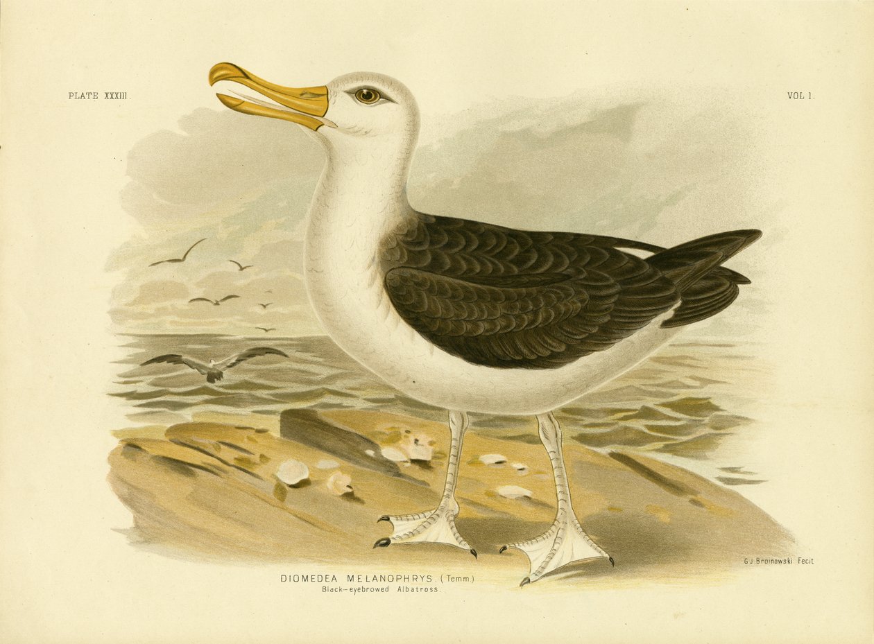 Albatroz-de-sobrancelha-negra, 1891 de Gracius Broinowski