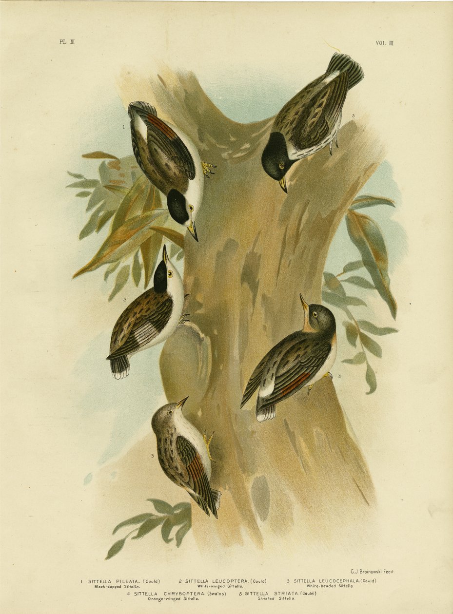 Sittella de preto-tampado, 1891 de Gracius Broinowski