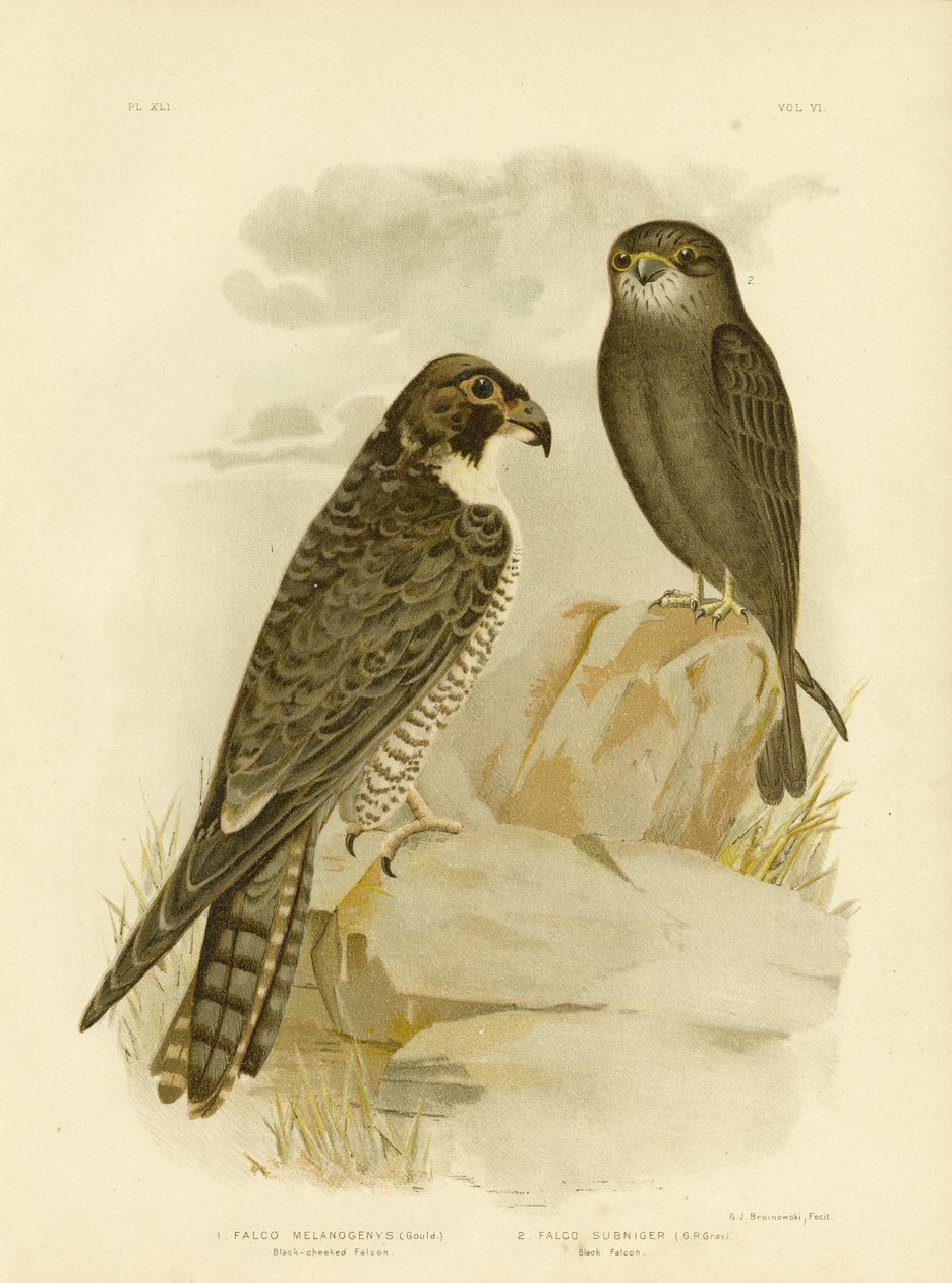 Falcão Preto-Cheeked, 1891 de Gracius Broinowski