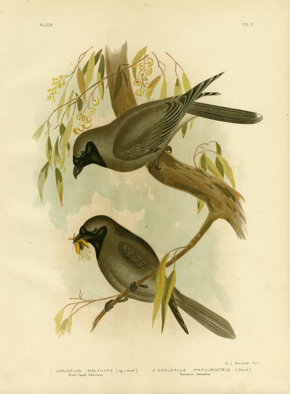 Picanço-de-cara-preta, 1891 de Gracius Broinowski