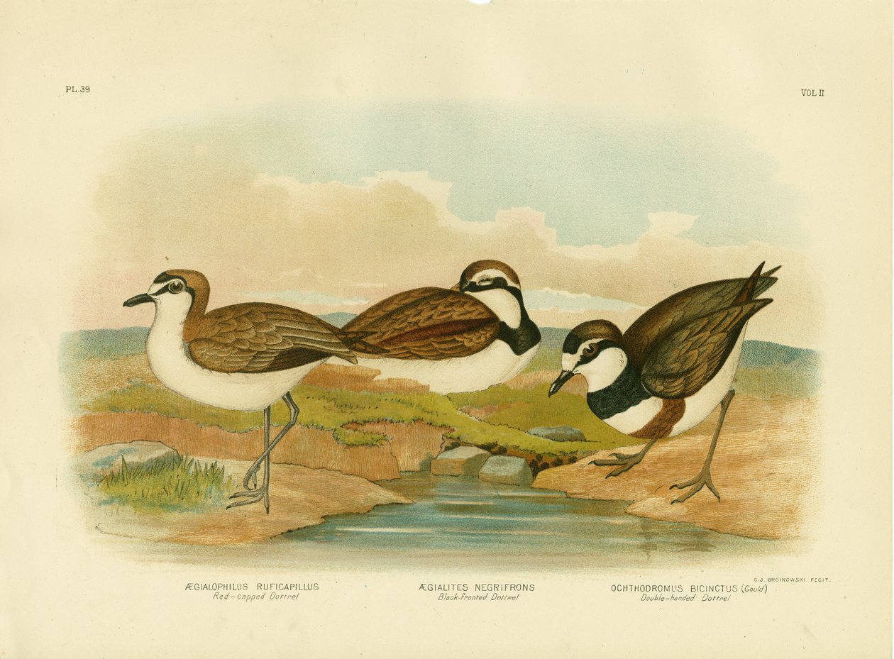 Dotterel Preto-Fronteado, 1891 de Gracius Broinowski