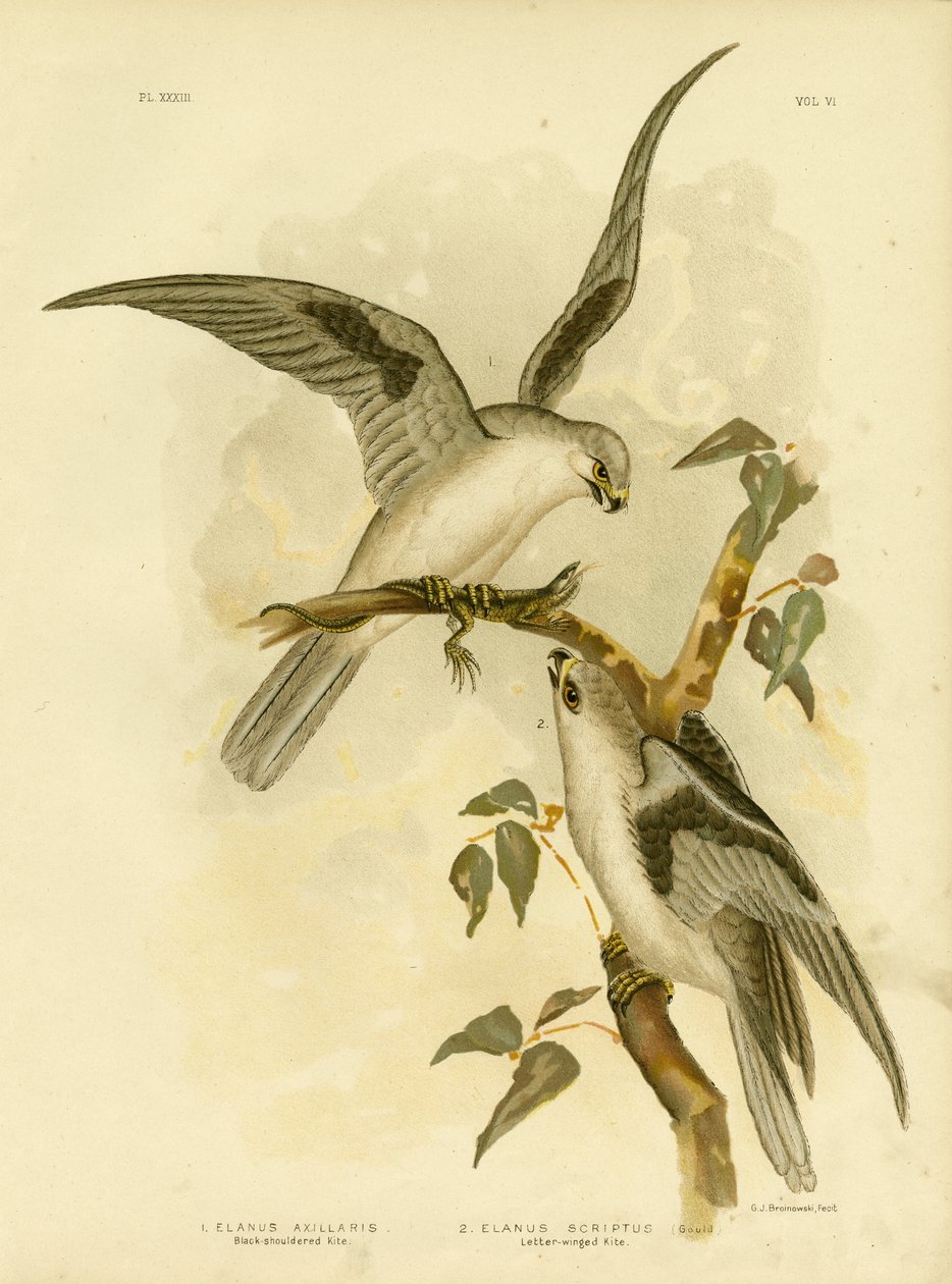 Papagaio-de-ombros-negros, 1891 de Gracius Broinowski