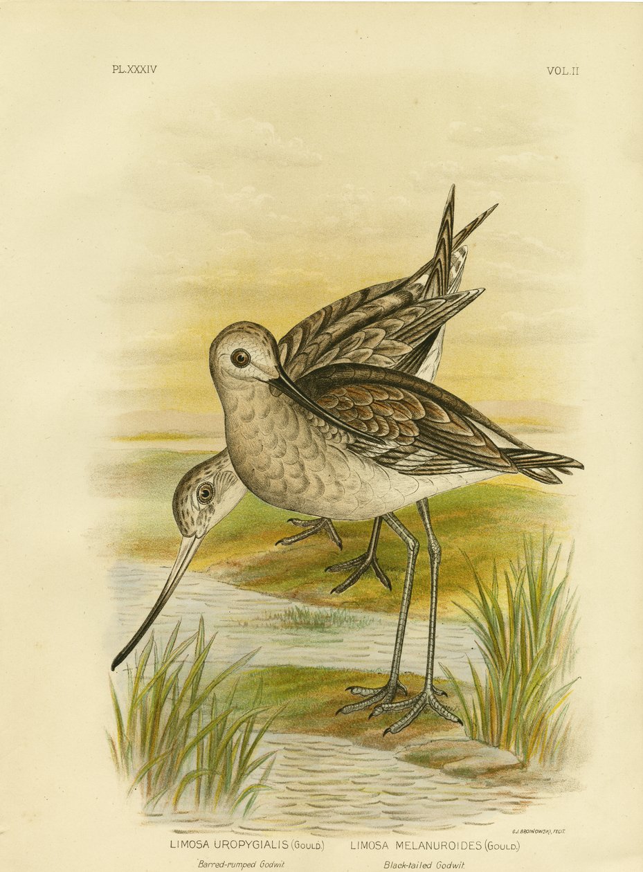 Maçarico-de-cauda-preta, 1891 de Gracius Broinowski