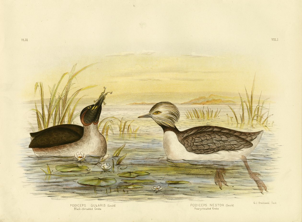 Mergulhão-de-garganta-preta, 1891 de Gracius Broinowski
