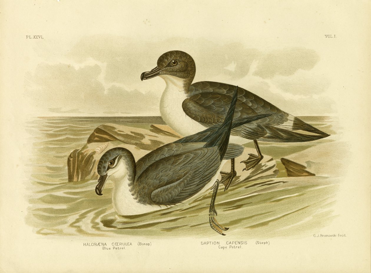 Petrel Azul, 1891 de Gracius Broinowski