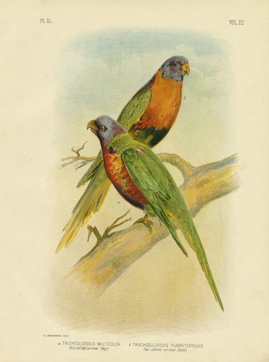 Lorikeet-de-barriga-azul, 1891 de Gracius Broinowski