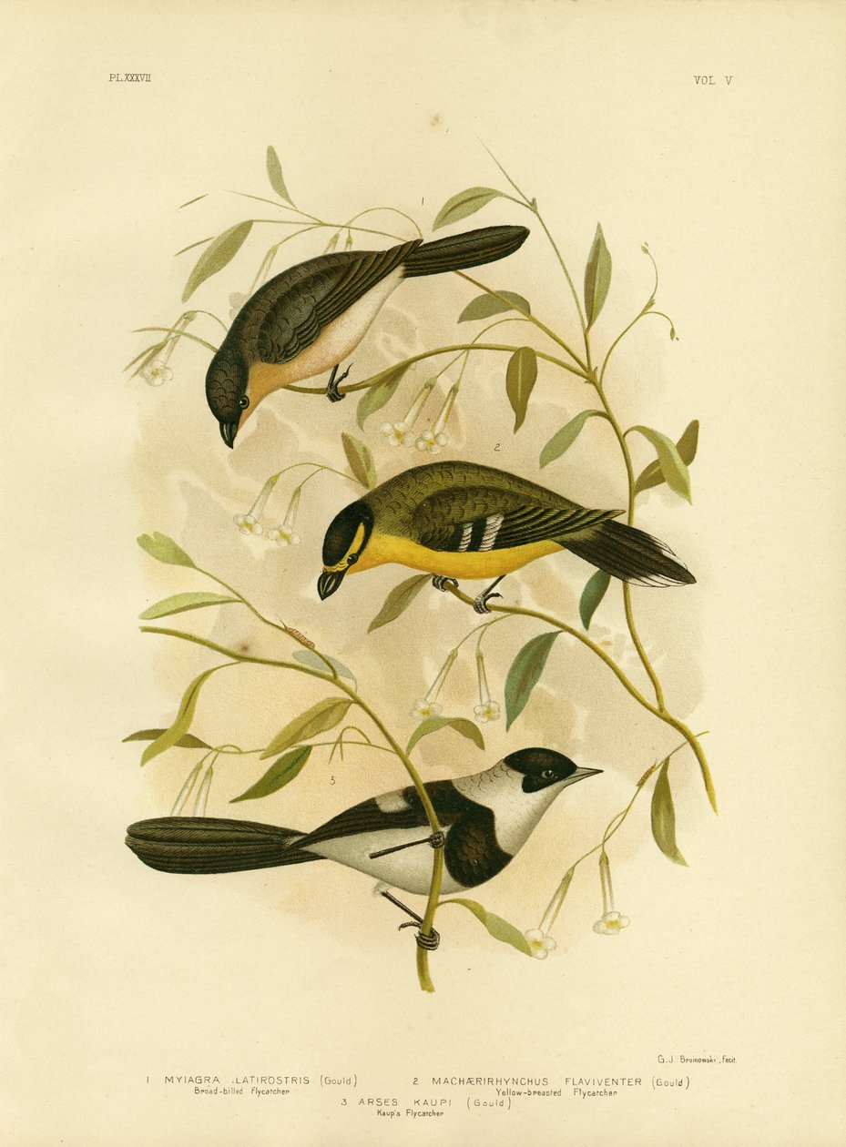 Papa-moscas Largo-Faturado, 1891 de Gracius Broinowski