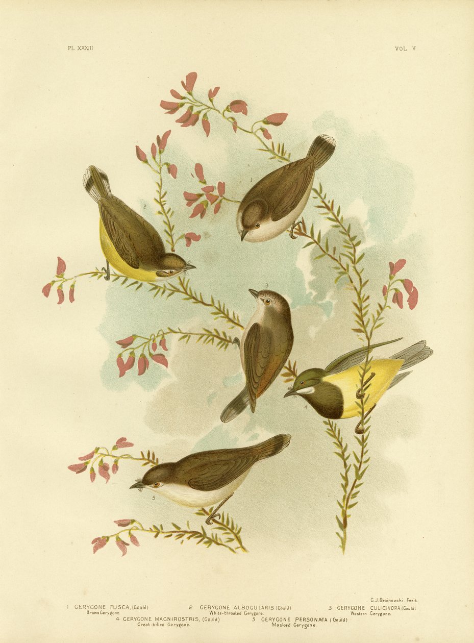 Brown Gerygone, 1891 de Gracius Broinowski
