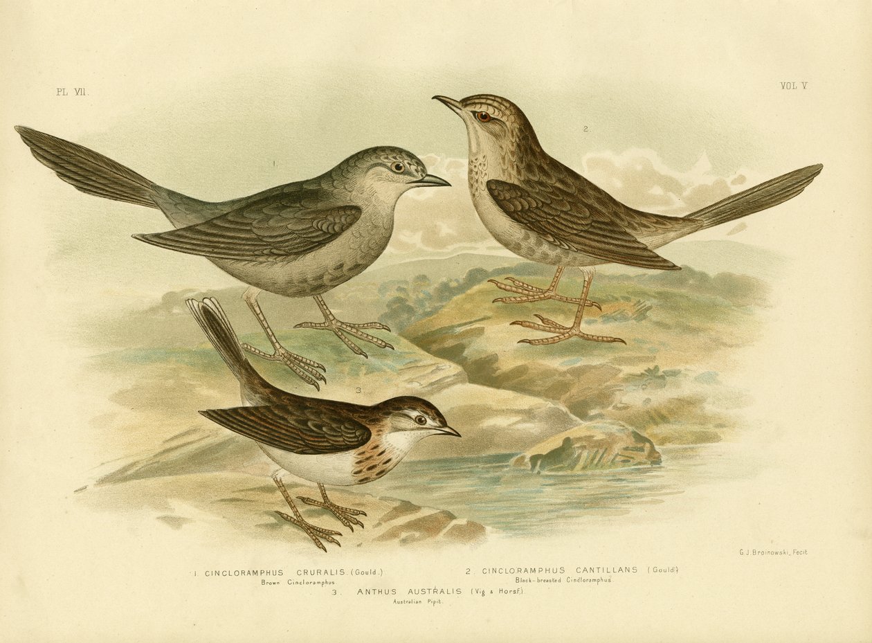 Brown Songlark, 1891 de Gracius Broinowski