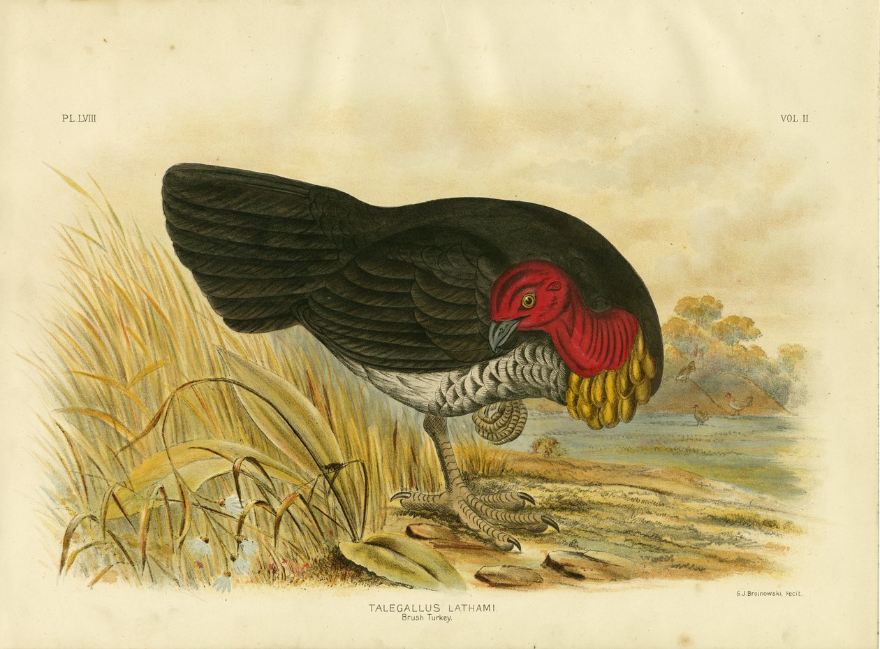 Escova Turquia, 1891 de Gracius Broinowski