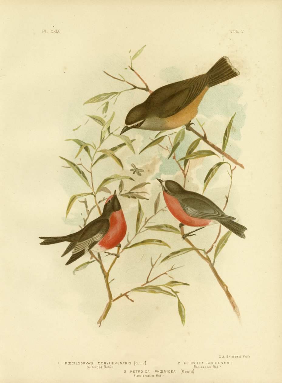 Robin Frente e Verso, 1891 de Gracius Broinowski