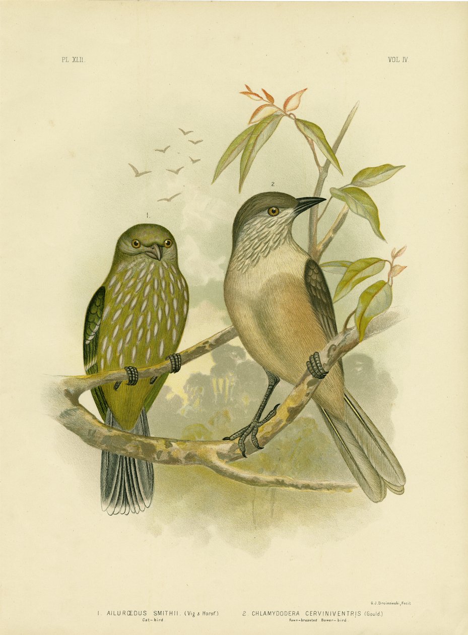 Catbird, 1891 de Gracius Broinowski