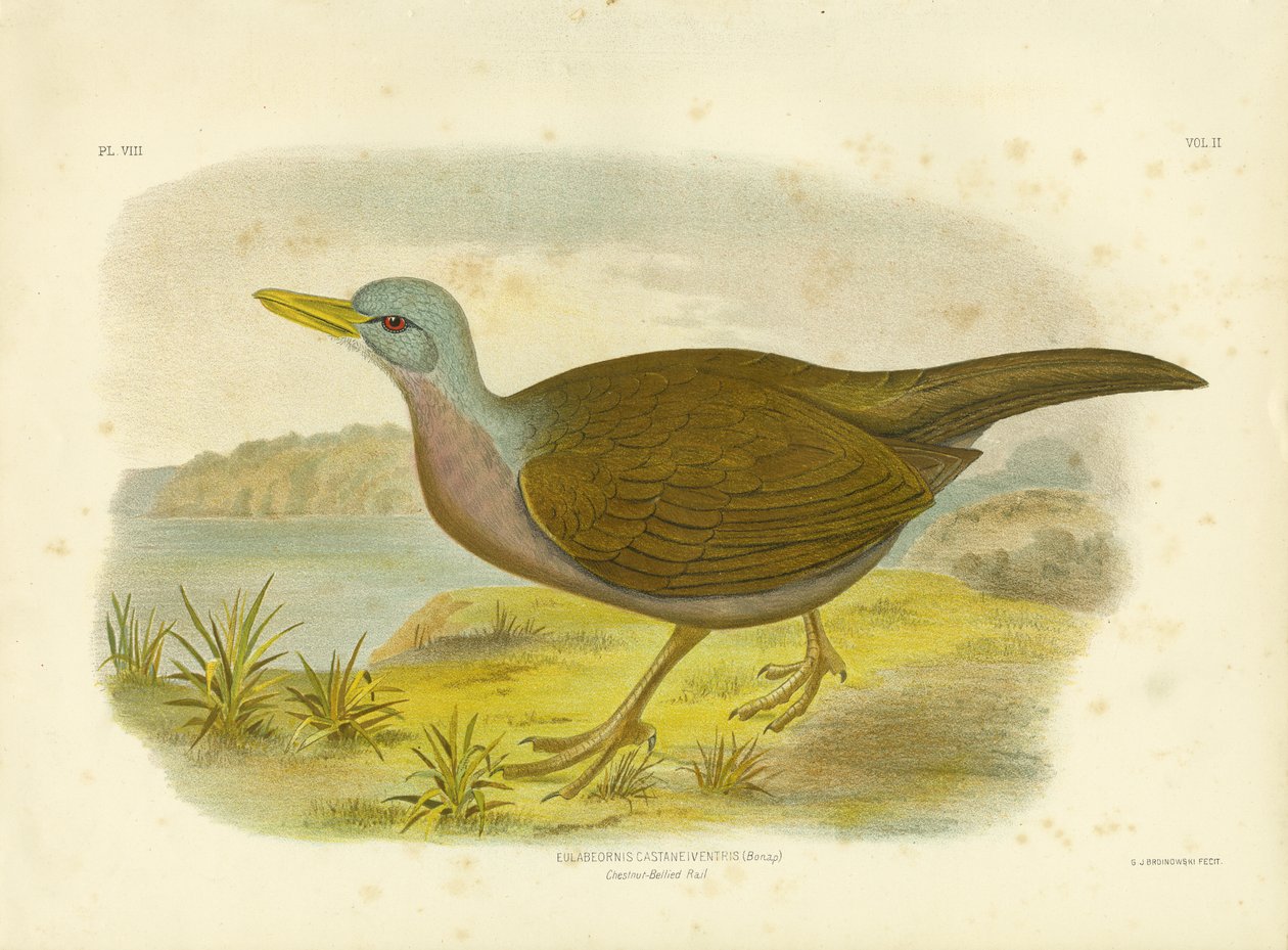 Trilho Castanho-Inchado, 1891 de Gracius Broinowski