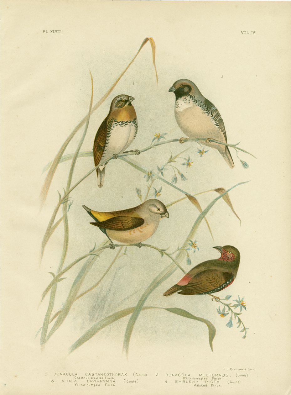 Chestnut-Breasted Finch, 1891 de Gracius Broinowski