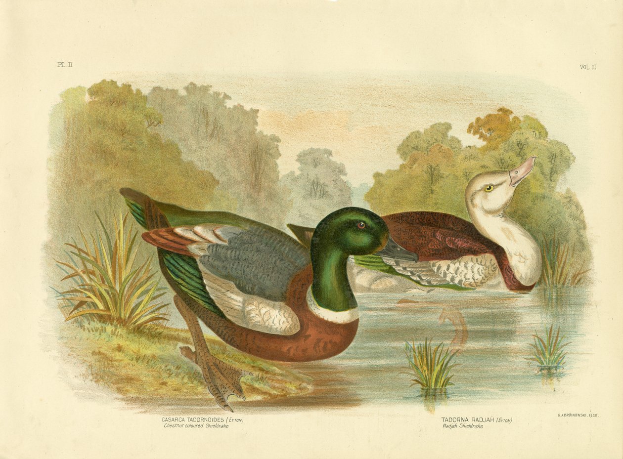 Shieldrake de cor castanha ou Shelduck australiano, 1891 de Gracius Broinowski