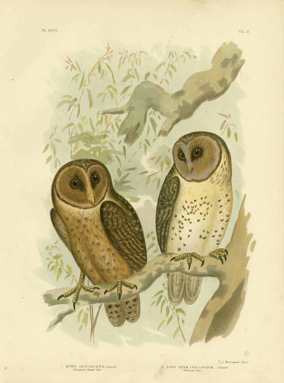 Coruja-de-cara-castanha, 1891 de Gracius Broinowski