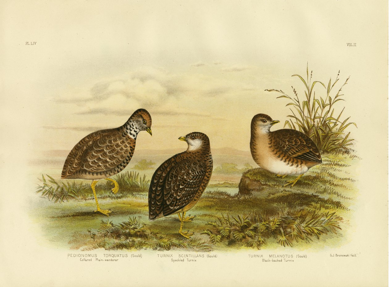 Collared Plainwanderer ou Plains Wanderer, 1891 de Gracius Broinowski