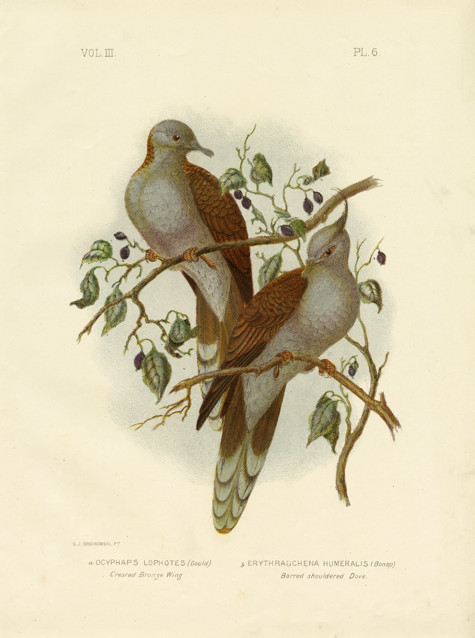 Asa de bronze com crista ou pombo com crista, 1891 de Gracius Broinowski