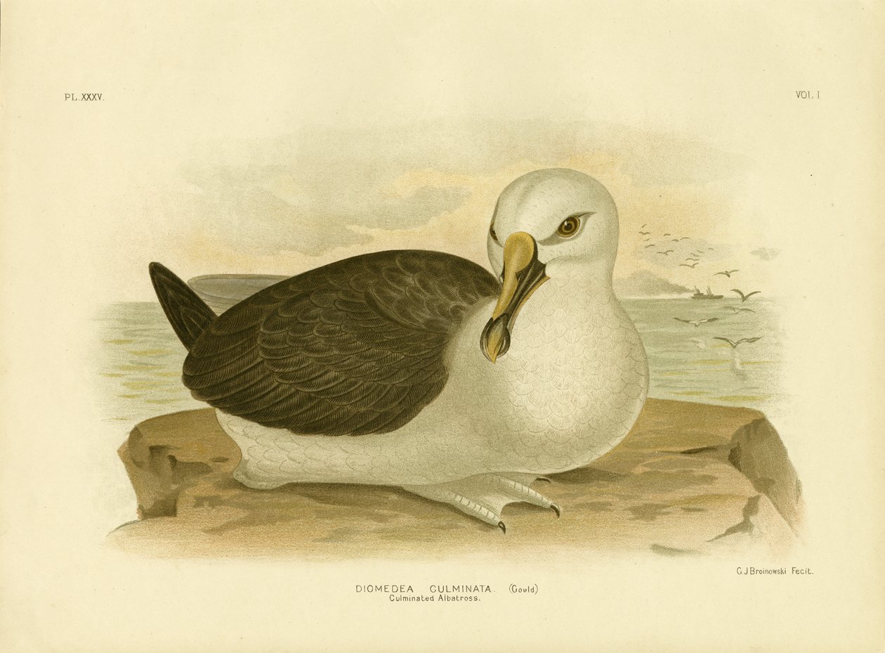 Albatroz Culminado, 1891 de Gracius Broinowski