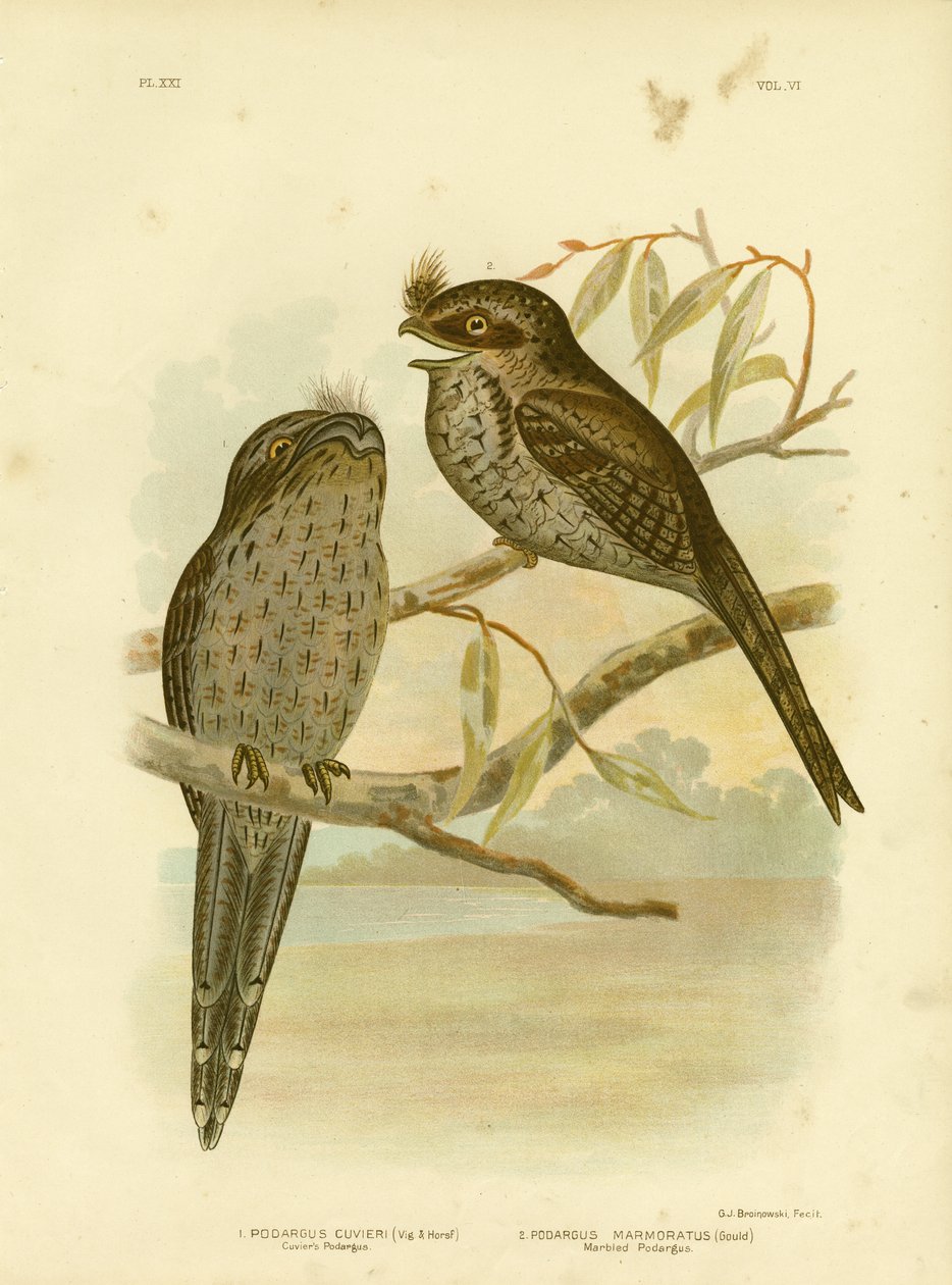 Cuvier&39;s Podargus Ou Tawny Frogmouth, 1891 de Gracius Broinowski