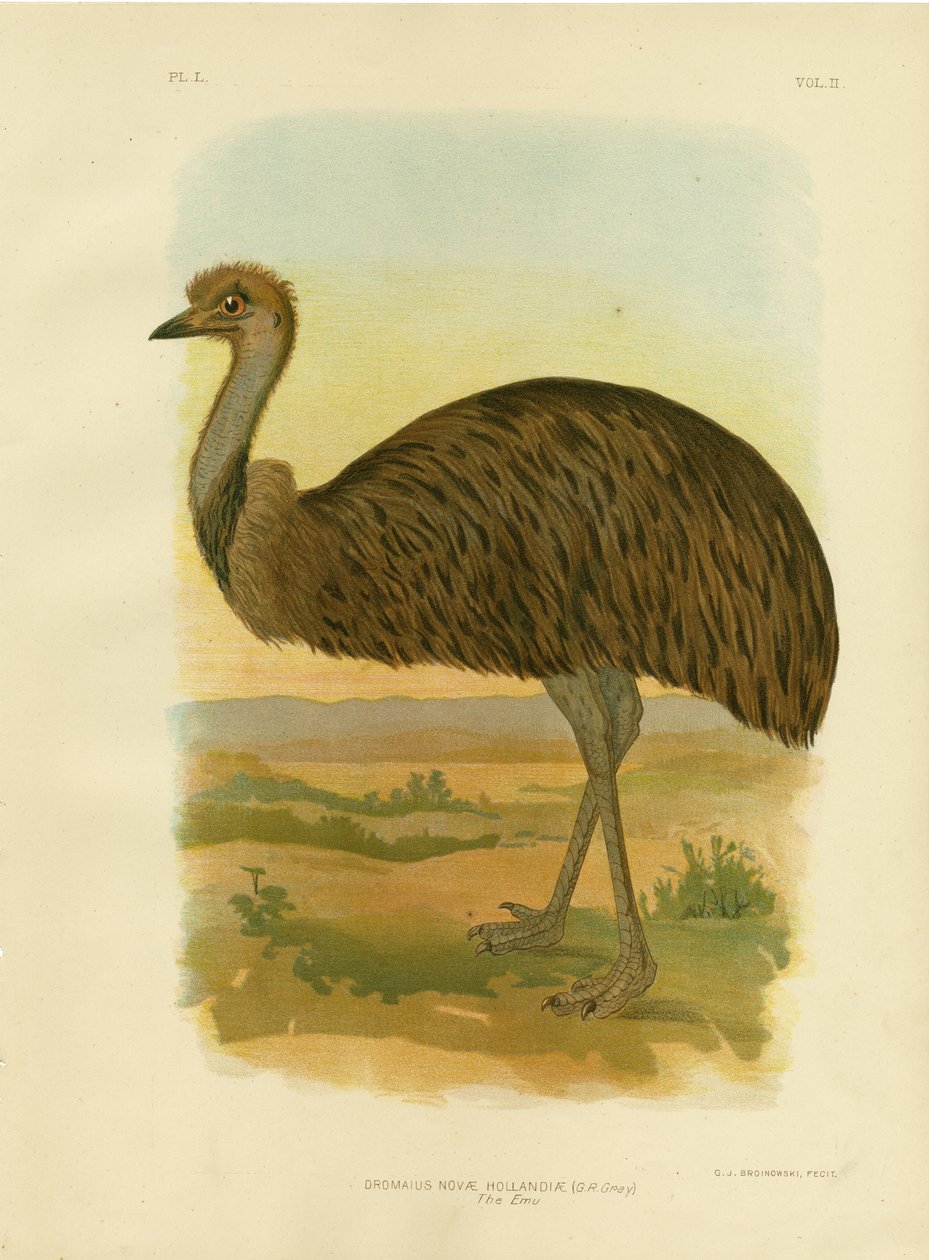 Emu, 1891 de Gracius Broinowski